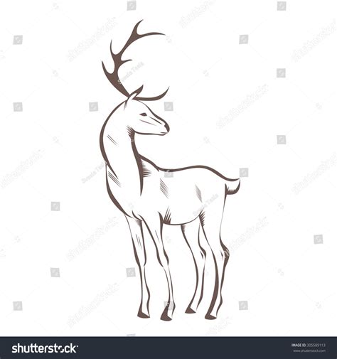 Stylized Engraving Deer Isolated On White Stock Vector Royalty Free