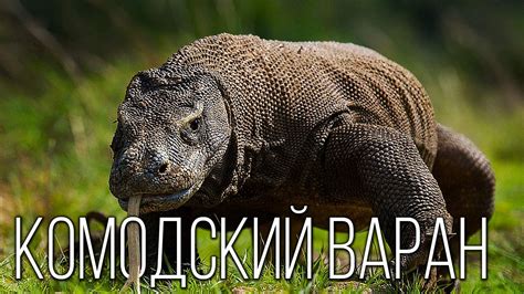 Комодский варан: Ядовитый дракон с острова Комодо | Планета Земля ...