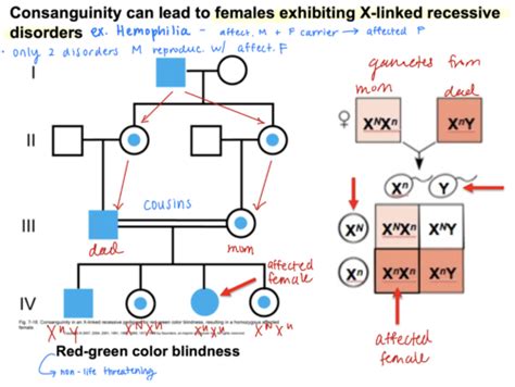 Lecture 9 10- Single-Gene Disorder Inheritance Patterns I, Autosomal and X-Linked Inheritance ...