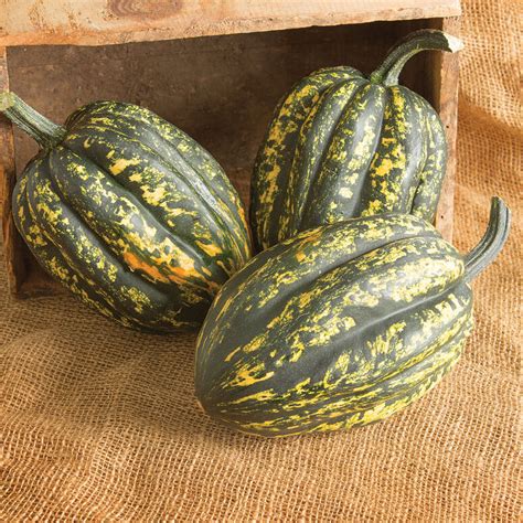 Squash, Acorn- Organic Harvest