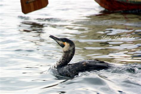 Libby-Lin & Koka: Day 5: Cormorant Fishing on Erhai Lake (洱海)