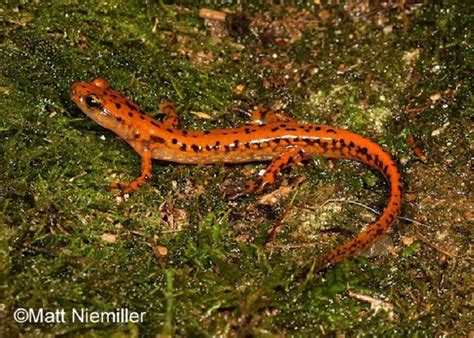 Cave Salamander State Of Tennessee Wildlife Resources Agency