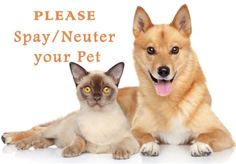 Why Should I Spay Or Neuter My Pet Check The Answer