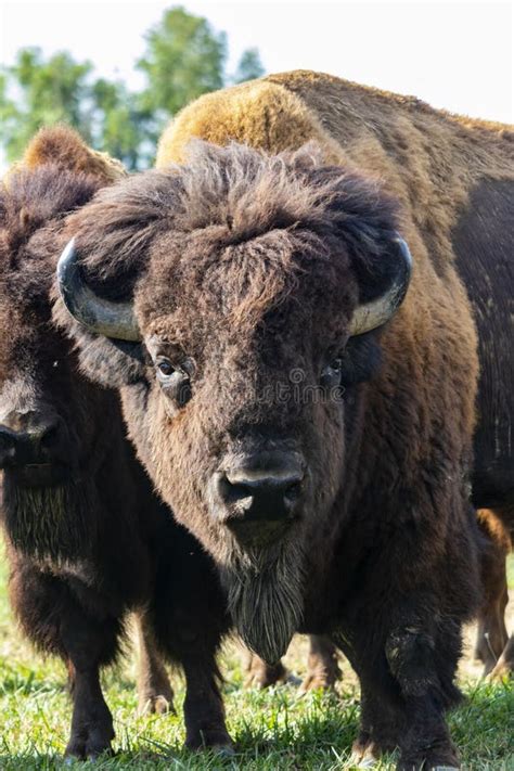 European Bison in the wild stock photo. Image of buffalo - 158482174