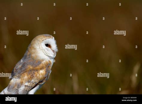 Barn Owl Tyto Alba Stock Photo Alamy