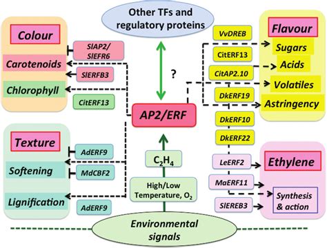 Identification Of AP2 ERFs Transcription Factors Controlling Texture