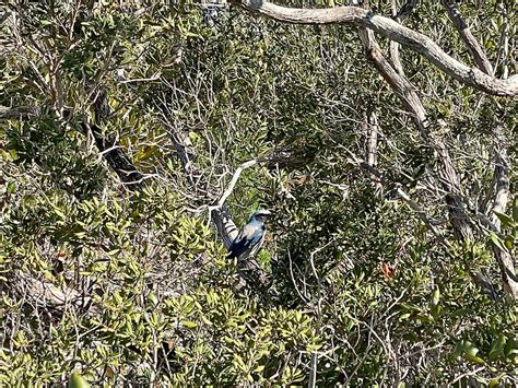 Jack Creek Tract Lake Wales Ridge Wea Florida Hikes