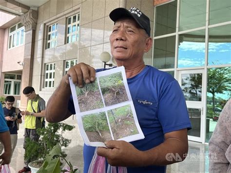 颱風海葵鳳梨釋迦災損 台東農民盼免勘查 地方 中央社 Cna