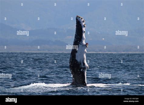 Humpback Whale Wathcing Hi Res Stock Photography And Images Alamy