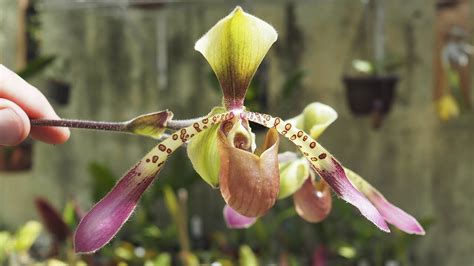 Paphiopedilum Lowii Orchideen Erfolgreich Pflegen YouTube