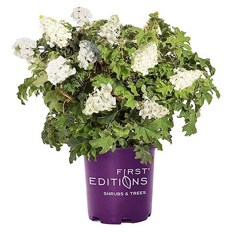 First Editions Jetstream Hydrangea Live Shrub Gallon Walmart