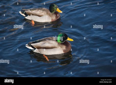 Two Mallard Ducks In Blue Water Stock Photo Alamy