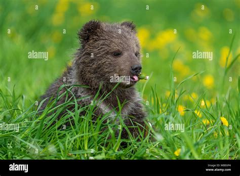 Brown Bear Cub Playing On The Summer Field Ursus Arctos In Grass With