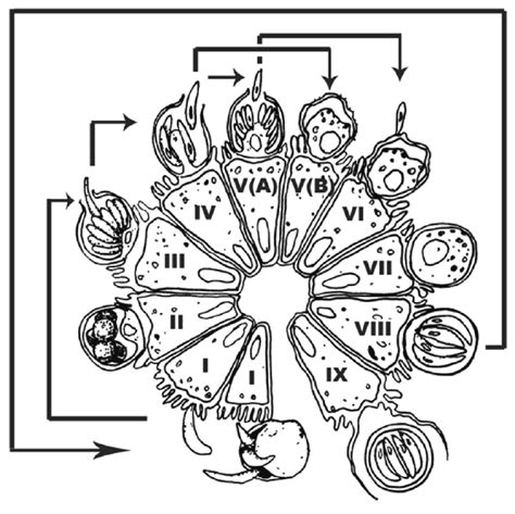 2 Life Cycle Of Cryptosporidium Spp Four Sporozoites Excyst In The Download Scientific