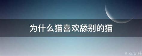 为什么猫喜欢舔别的猫 业百科