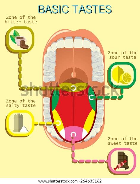 Anatomy Human Tongue Basic Tastes Stock Vector Royalty Free