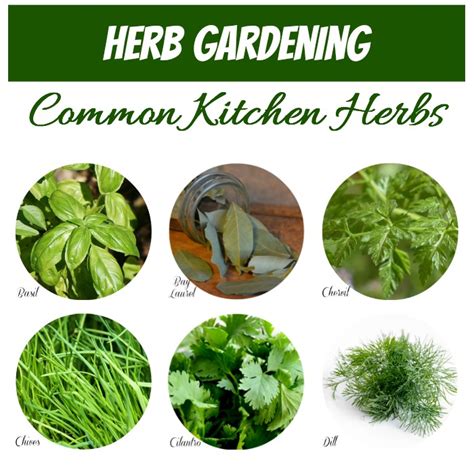 Herb Identification Identifying Fresh Herbs Free Gardening Printable