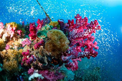 Most Beautiful Coral Reefs In The World Nature And Wildlife