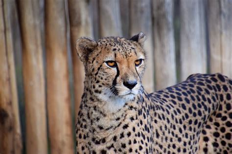 Animal Mammal Cheetah Free Photo On Pixabay Pixabay