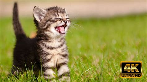 Мысық дауысы | Meowing cats | Мяуканье кошек - YouTube