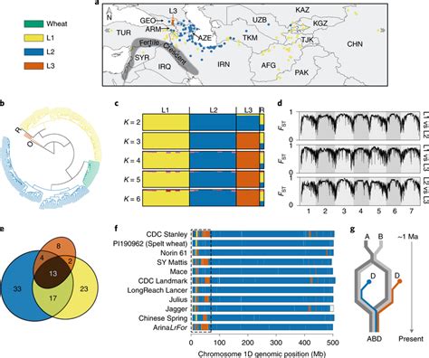 Characterization Of A Third Lineage Of Ae Tauschii And Its Download Scientific Diagram