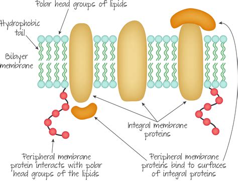 Channel Protein Definition Function Video Lesson