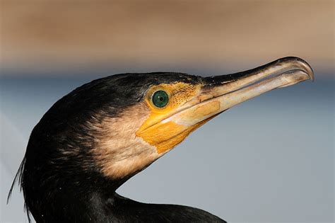 Corvo Marinho De Faces Brancas Phalacrocorax Carbo Museu Virtual De