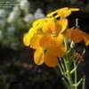 PlantFiles Pictures Erysimum Common Wallflower English Wallflower