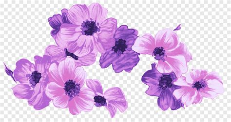 Fiore Viola Sfondi Bellezza Nella Natura Png Pngegg