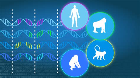 Comparative Genomics Fact Sheet Nhgri