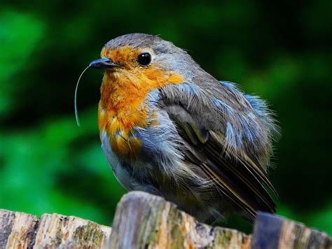 Redbreast Robin Bird Perched Free Photo On Pixabay Pixabay