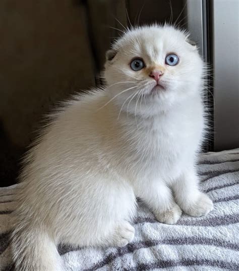 Scottish Fold Zellikleri Ve Bak M Petara Evcil Hayvan Sahiplendirme