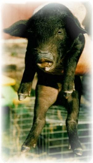 Meadowlark Heritage Farm American Mulefoot Pigs Kansas