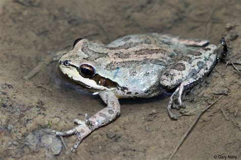 Sierran Treefrog Pseudacris Sierra