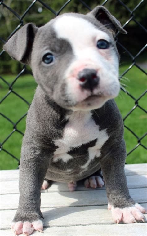 +15 All White Pit Bull Puppies For Sale Ideas - aaainspire