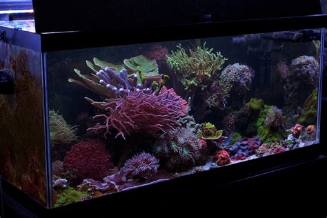 Markalots 40 Gallon Low Maintenance Sps Nano Reef Aquarium January