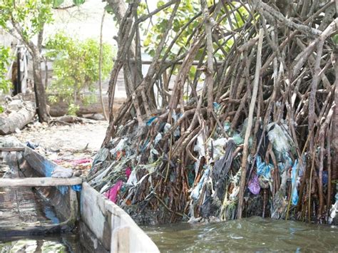 Manglares El Bosque Que Crece Entre El Mar Y La Tierra