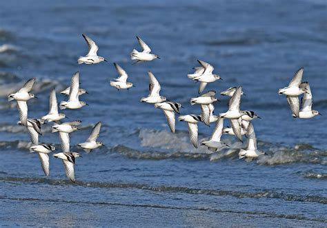 V Gel Im Wattenmeer Hotel Haus Am Meer Norderney