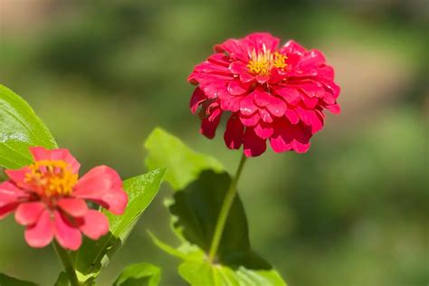 How To Grow Zinnias In Pots 9 Tips Home Cadet