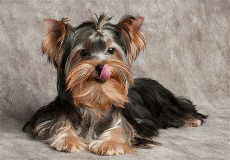 What Are The Best Foods for Yorkshire Terriers? | Compare Dog Food