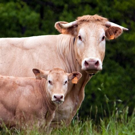 La vache