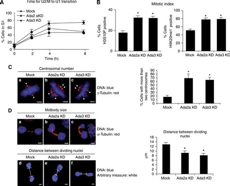 ATAC Depleted Cells Display Delayed Mitosis And Defects In Cytokinesis