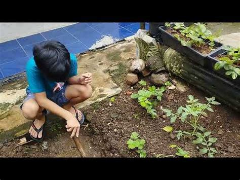 Update Kebun Depan Dan Samping Rumah YouTube