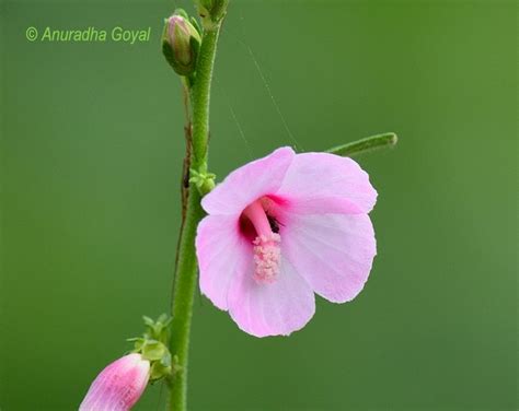 Caesar Weed Flower Wild Flowers In Goa Inditales