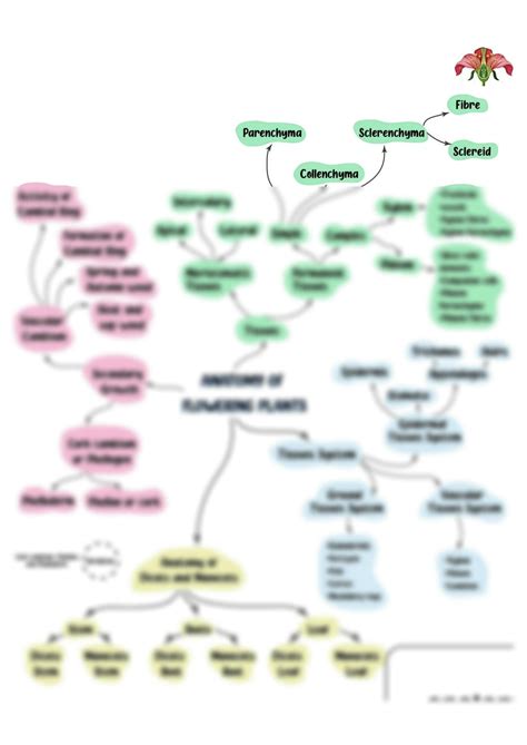 SOLUTION Antonomy Of Flowering Plant Mind Map Studypool