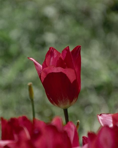 Tulips Red Flowers Free Photo On Pixabay Pixabay