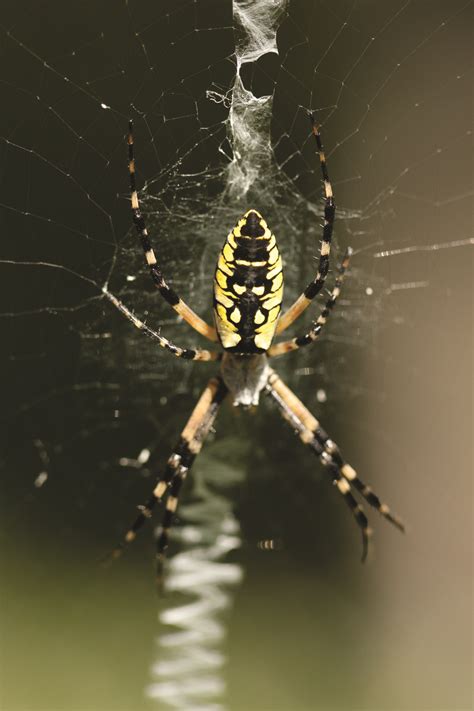 Spider Facts Control How To Get Rid Of Spiders Orkin