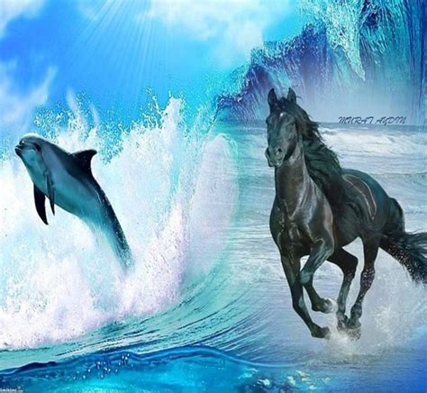 Two Black Horses Running In The Ocean With A Dolphin Swimming Behind