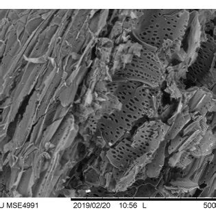 Surface micrographs obtained by Scanning Electron Microscopy (SEM) of ...