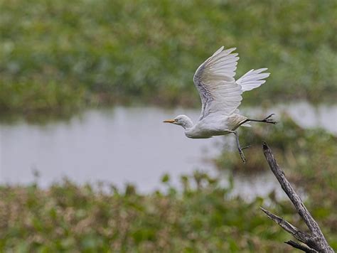 Burung Kuntul Ilmu Foto Gratis Di Pixabay Pixabay